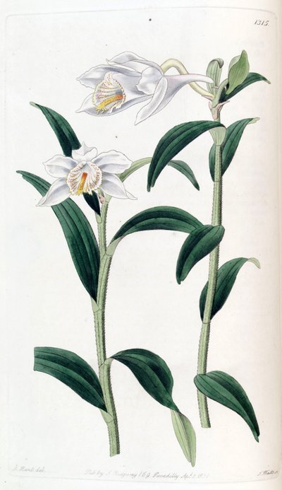 Dendrobium Longicornu by Jams  Watts